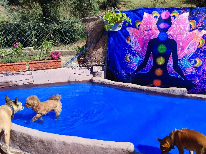 residencia canina komoenkasa kek