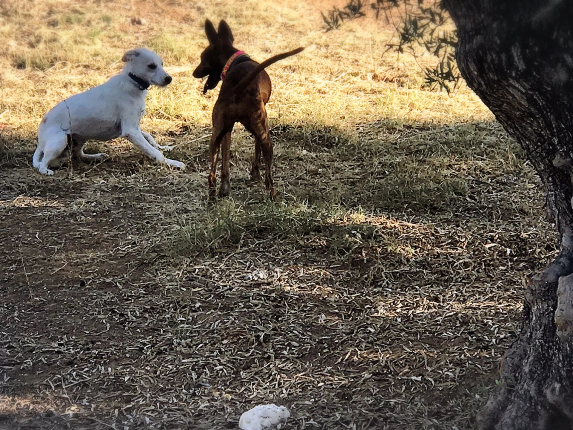 residencia canina komoenkasa kek