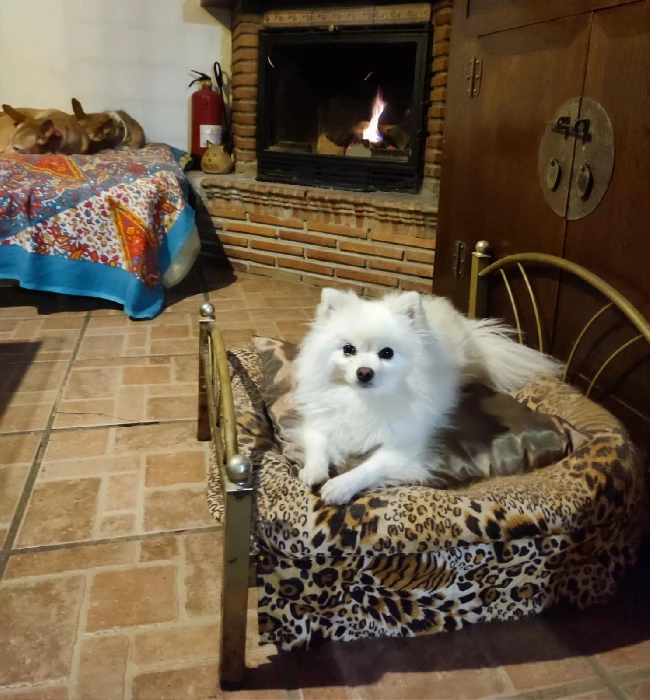 residencia canina komoenkasa kek