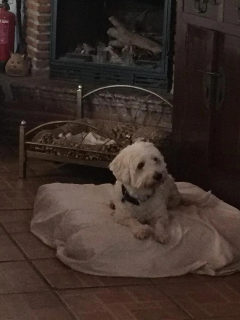 residencia canina komoenkasa kek