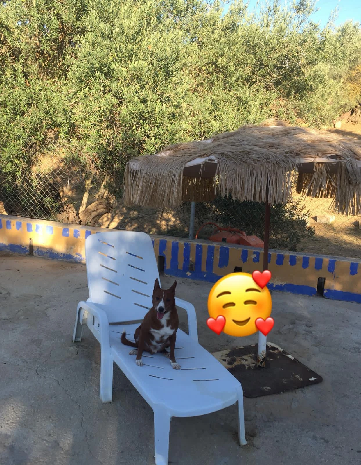 residencia canina komoenkasa kek