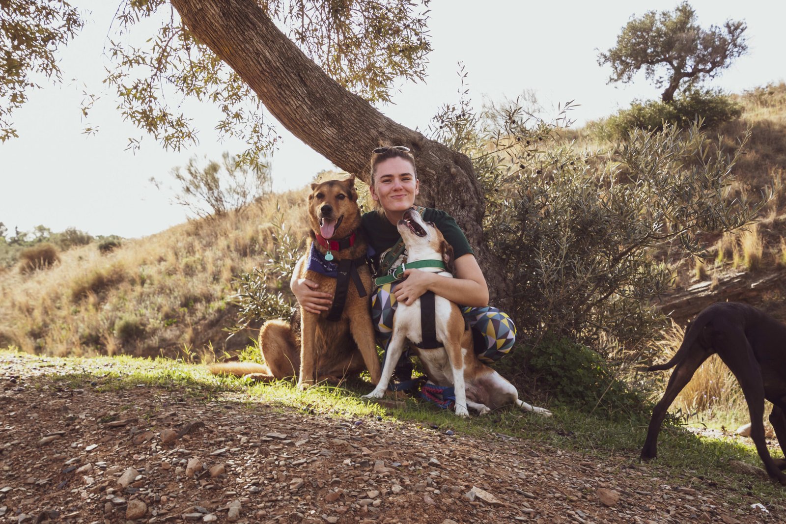 hotel de perros de los reyes malaga