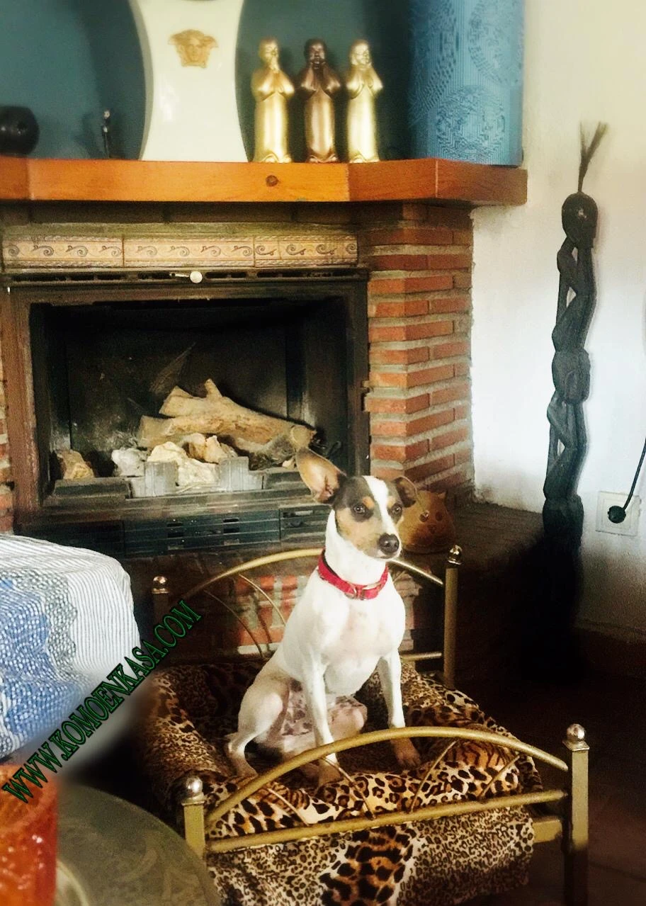 residencia canina komoenkasa kek