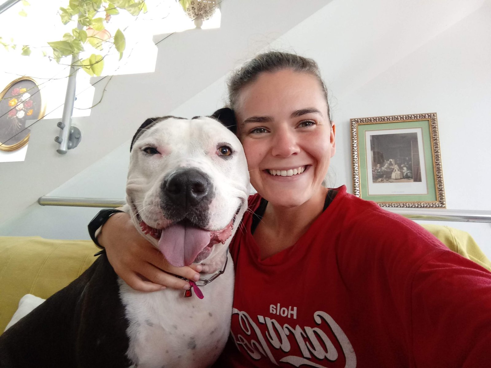 hotel de perros de los reyes malaga