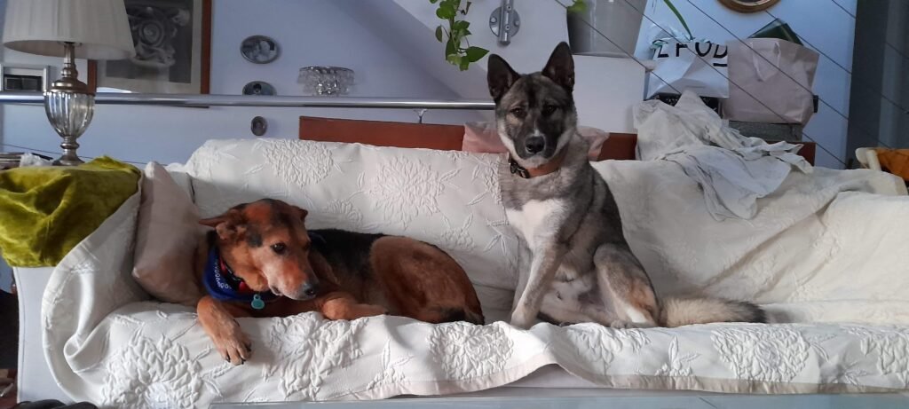 residencia canina de los reyes