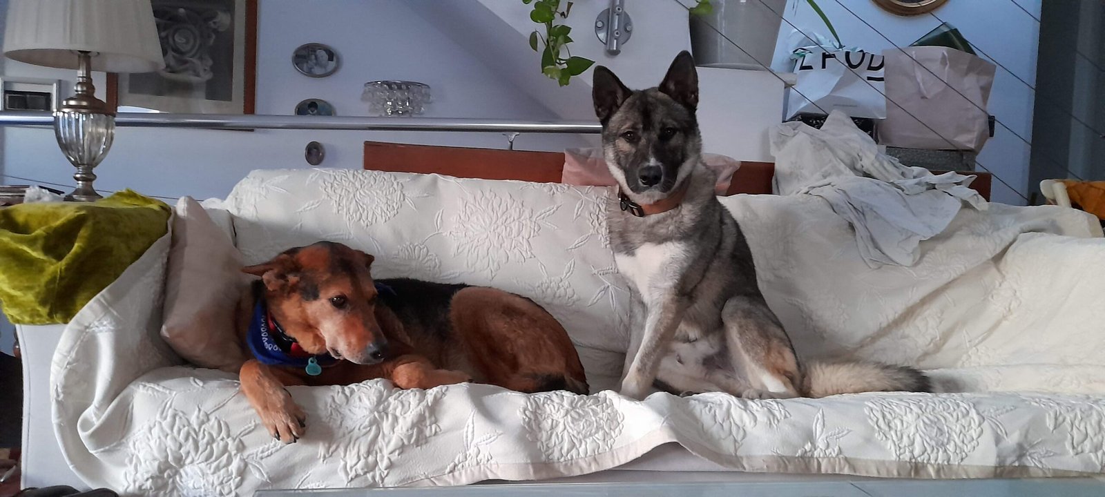 hotel de perros de los reyes malaga