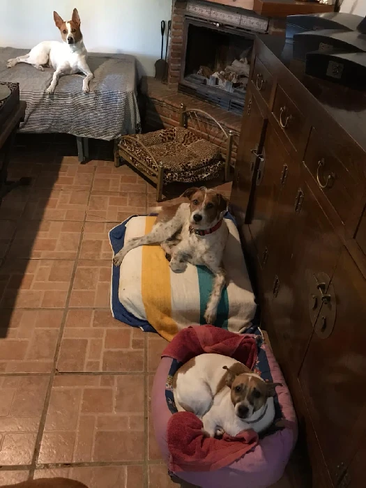 residencia canina komoenkasa kek