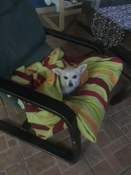 residencia canina komoenkasa kek