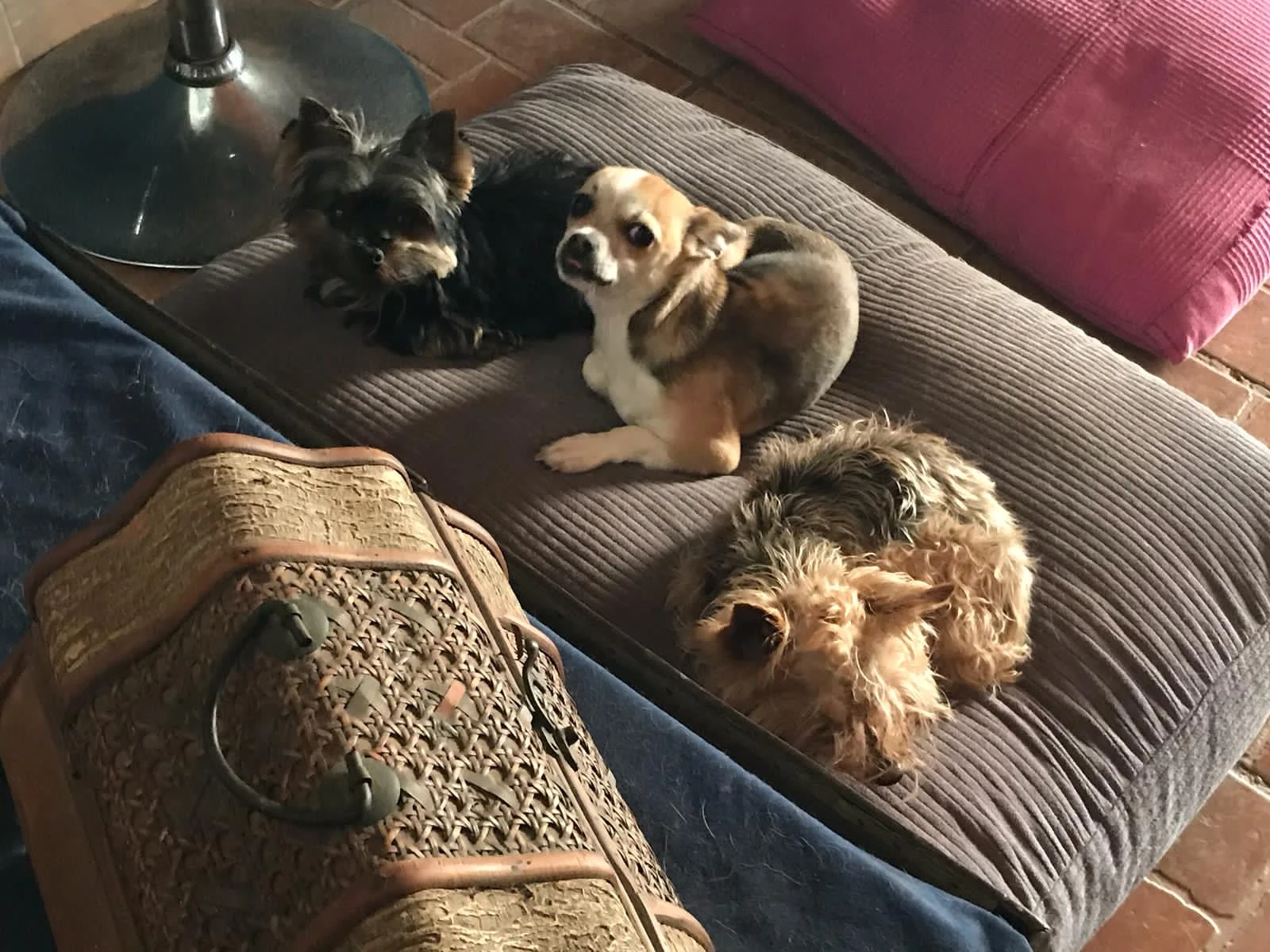 residencia canina komoenkasa kek