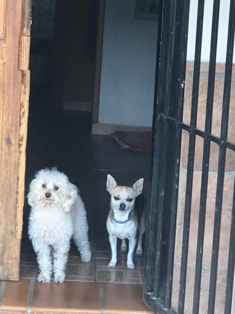 residencia canina komoenkasa kek