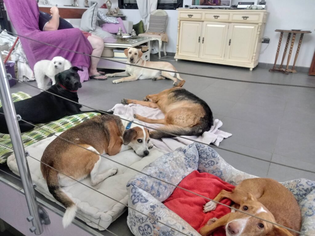 residencia canina de los reyes