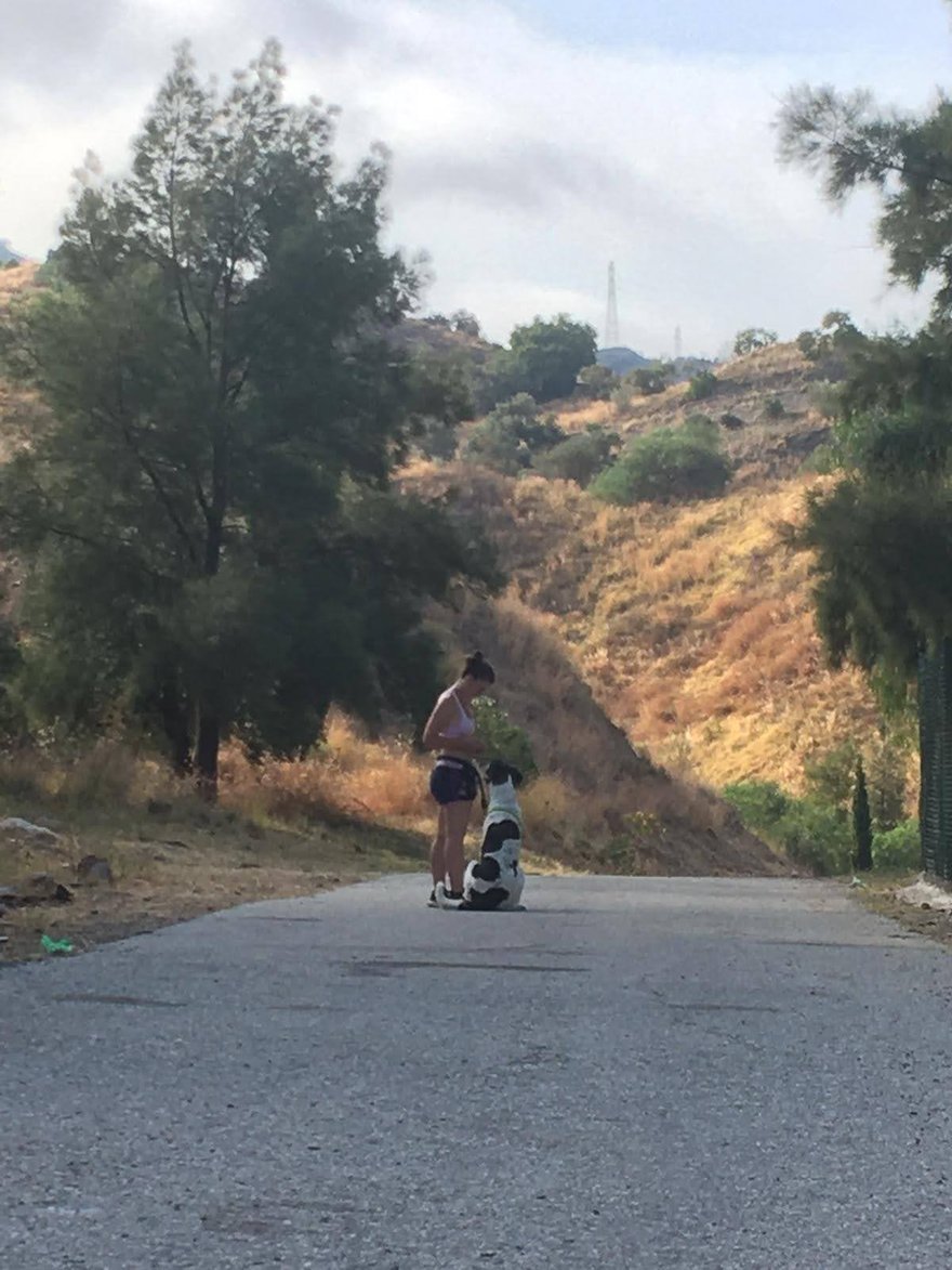 hotel de perros de los reyes malaga