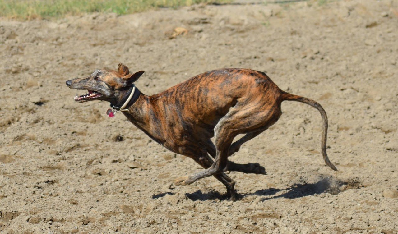 Residencia Canina Holistican