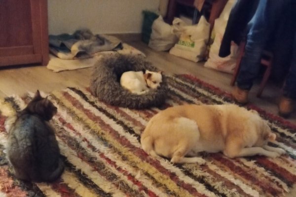 guardería canina silvita guau guau