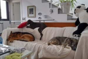 hotel de perros de los reyes malaga