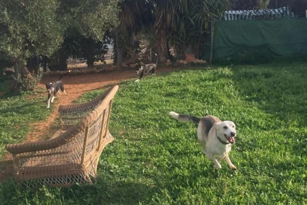 residencia canina komoenkasa kek