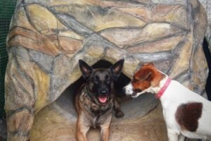 Residencia Canina Holistican
