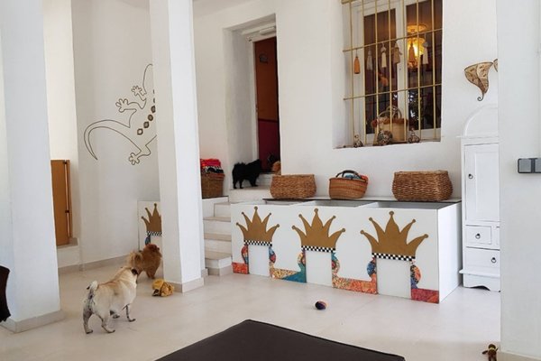 residencia canina tiny dog
