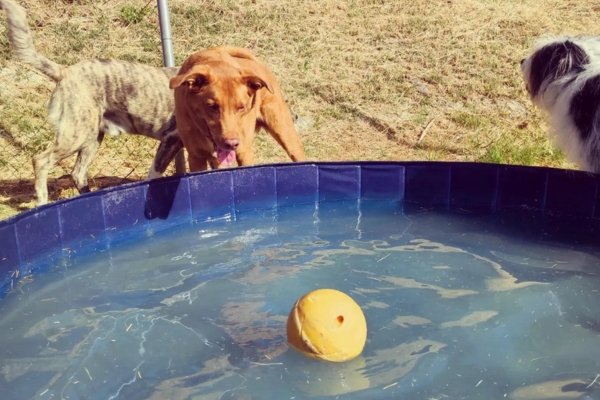 guardería canina home 4 u dog