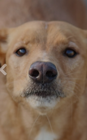 guarderia canina la huella azul