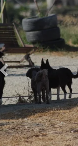 guarderia canina la huella azul
