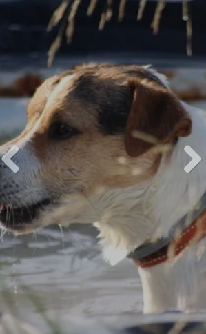 guarderia canina la huella azul