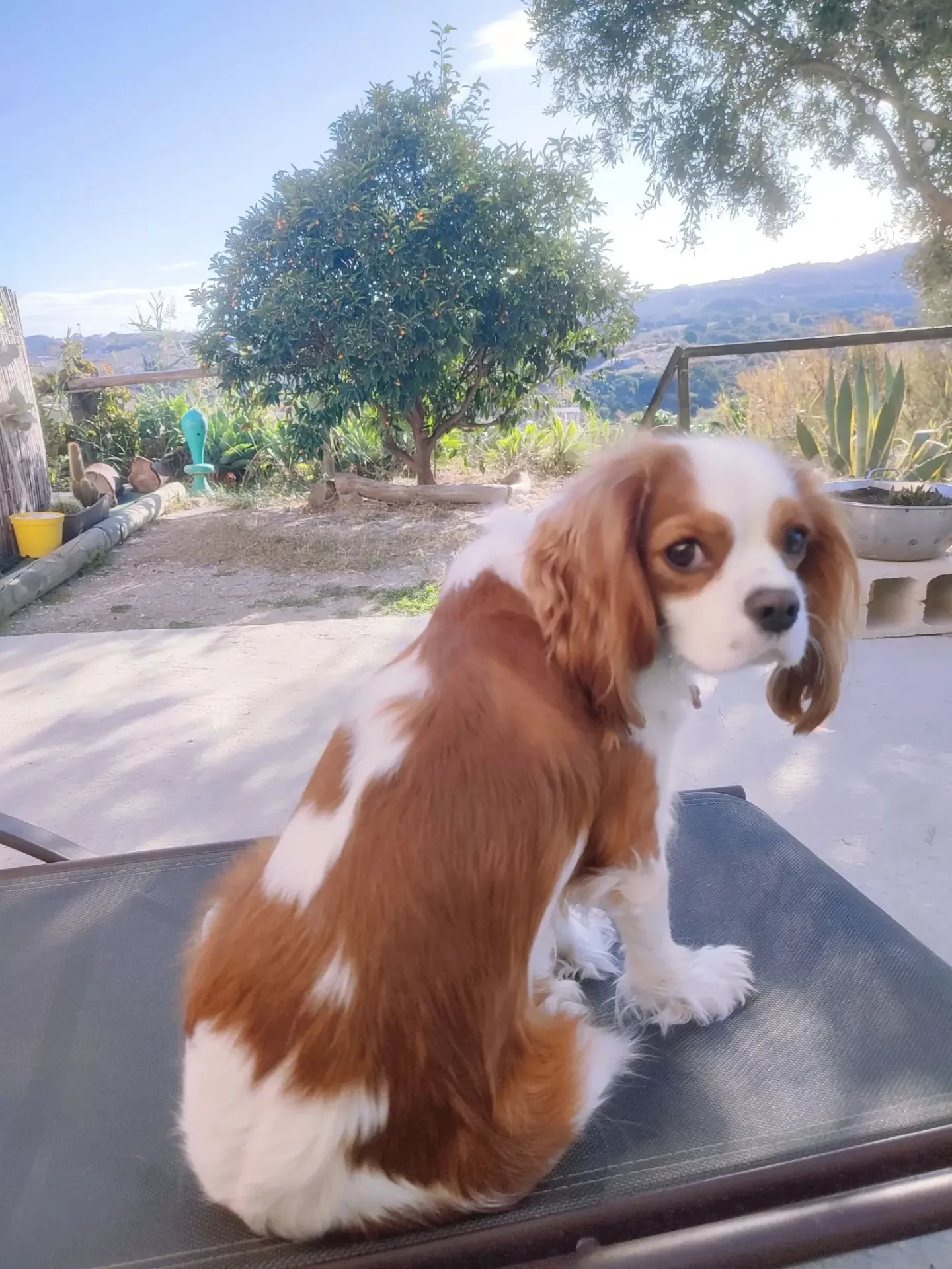 guardería canina home 4 u dog