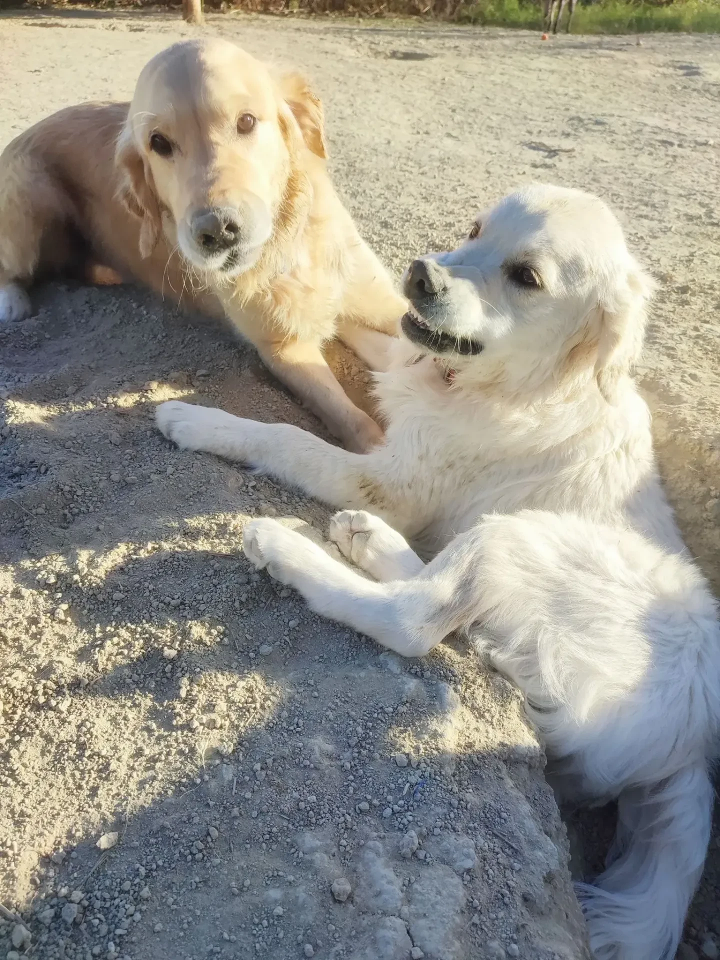 guardería canina home 4 u dog