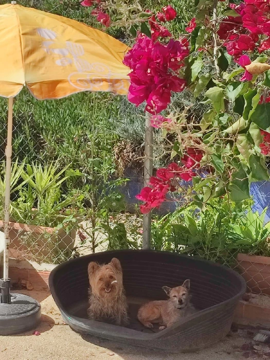 residencia canina komoenkasa kek