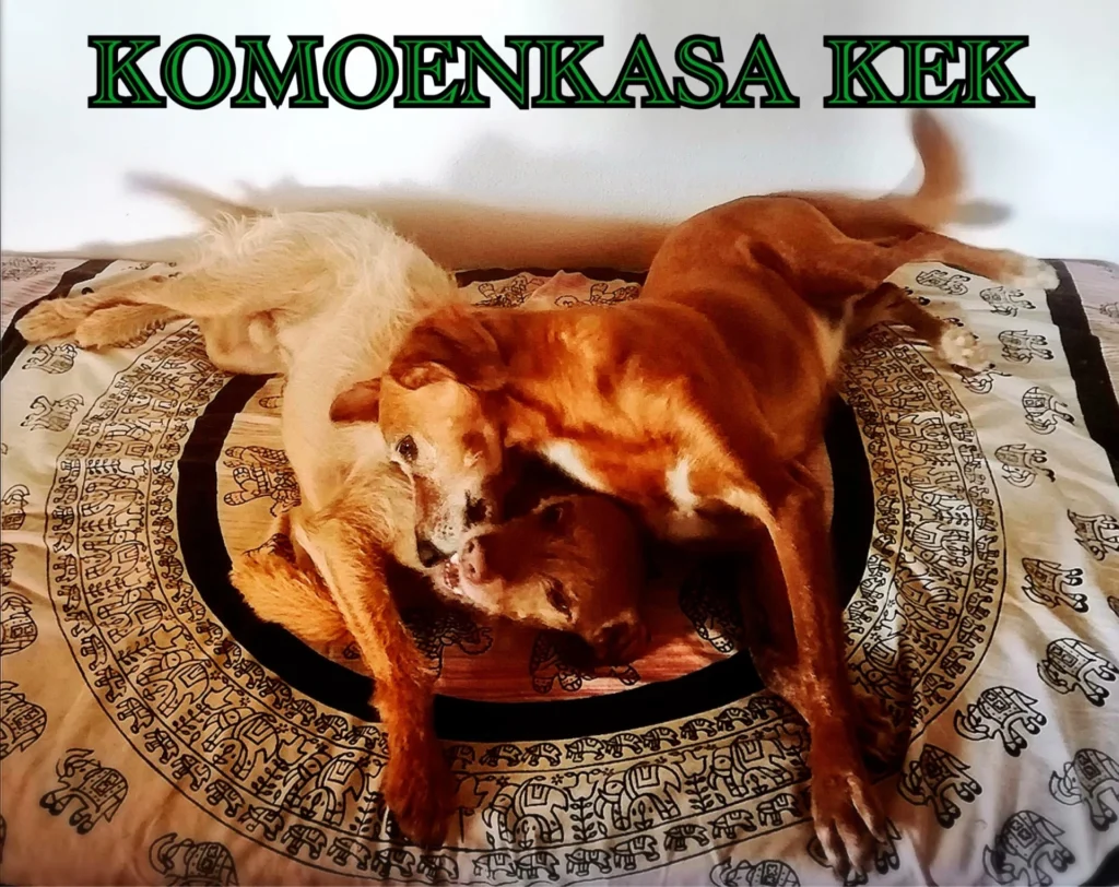 residencia canina komoenkasa kek