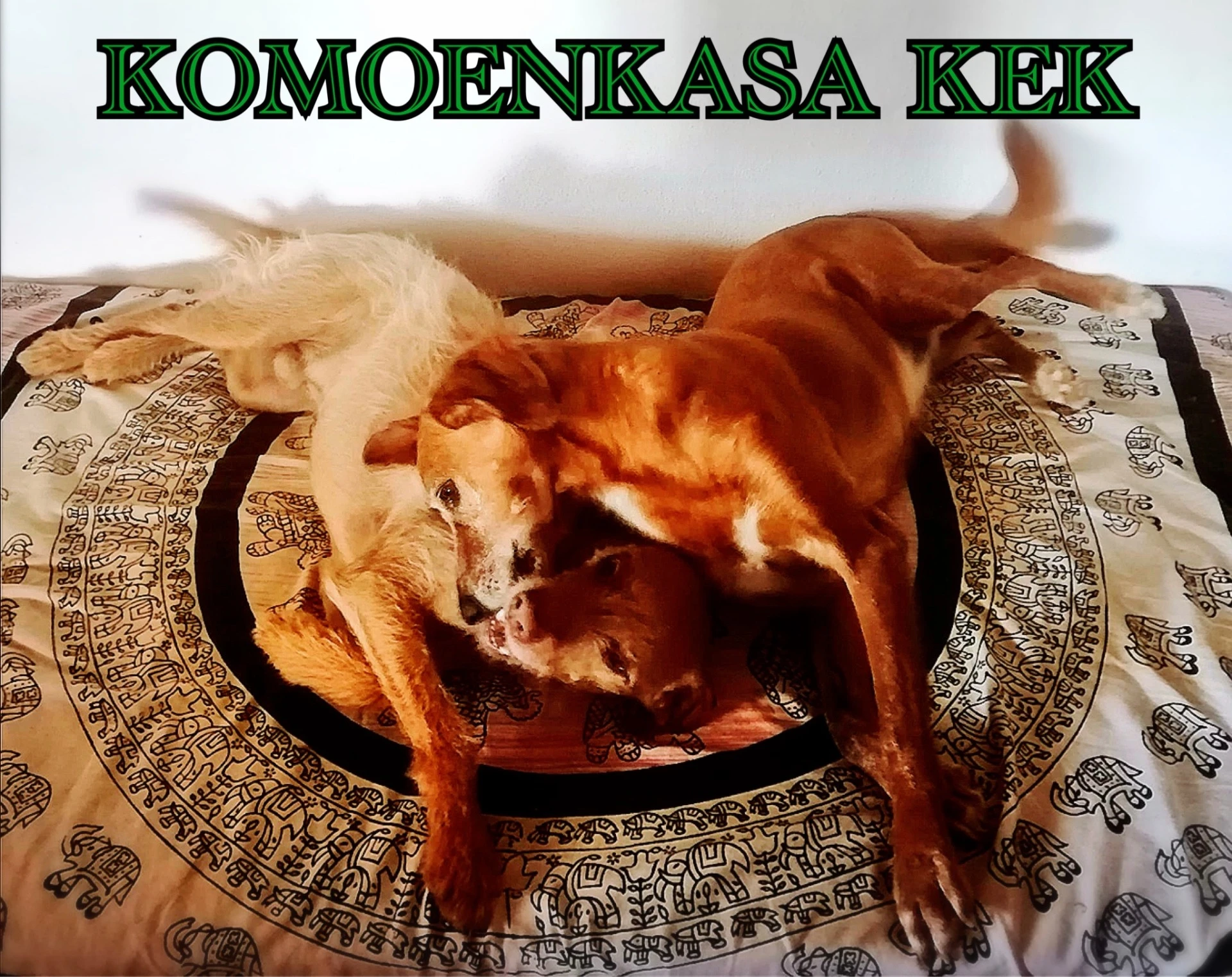 residencia canina komoenkasa kek