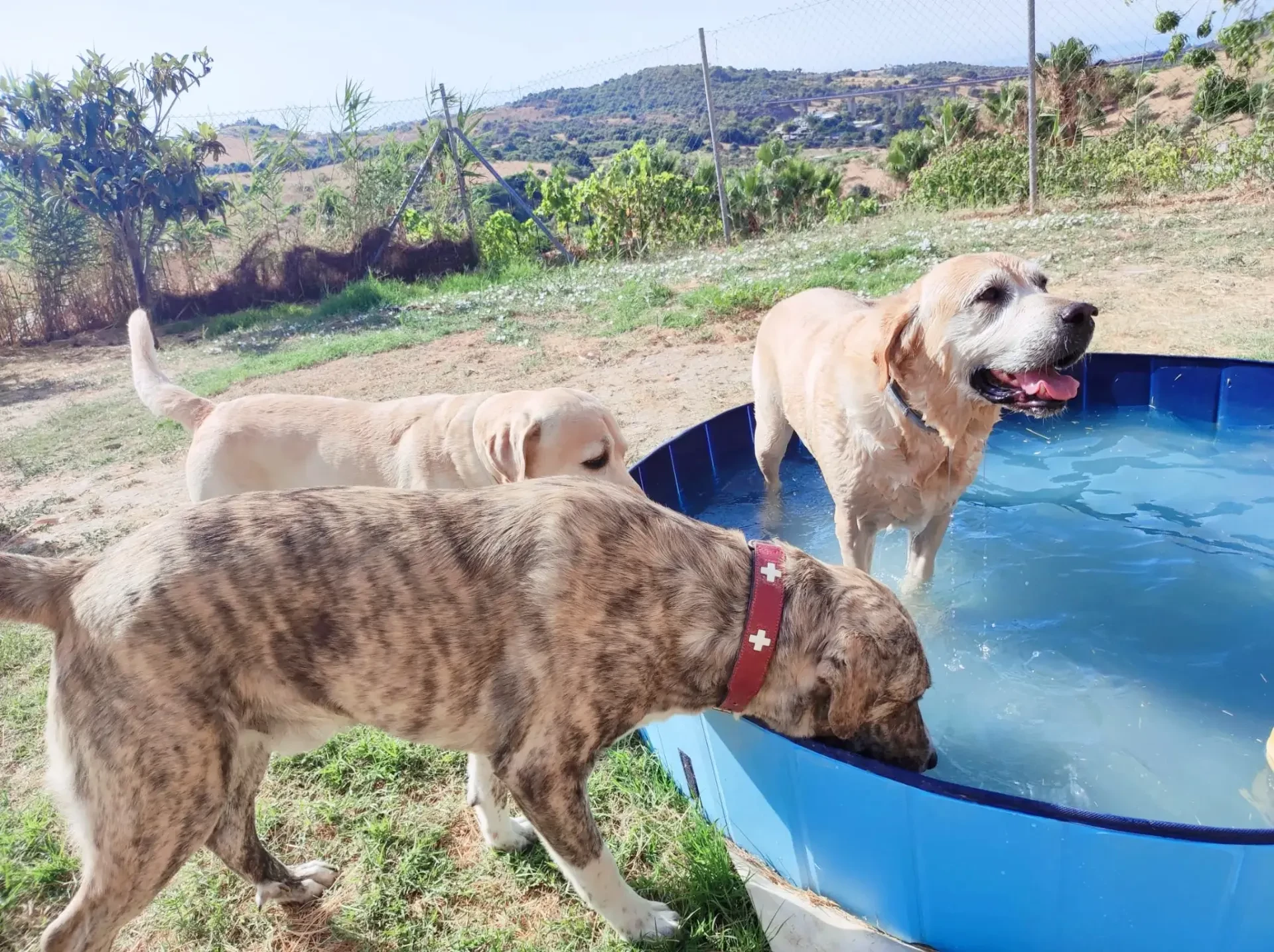 guardería canina home 4 u dog