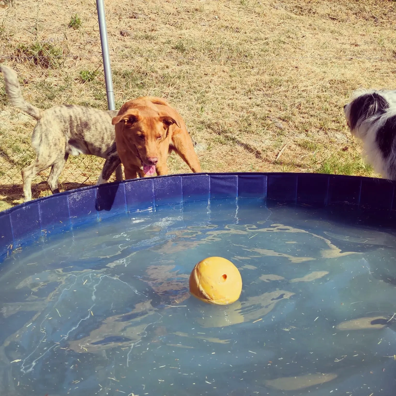 guardería canina home 4 u dog