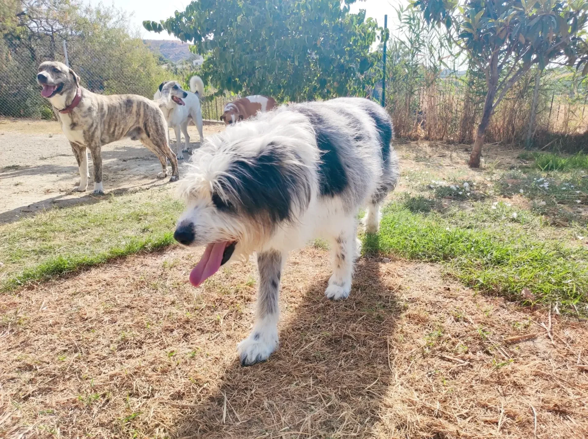guardería canina home 4 u dog