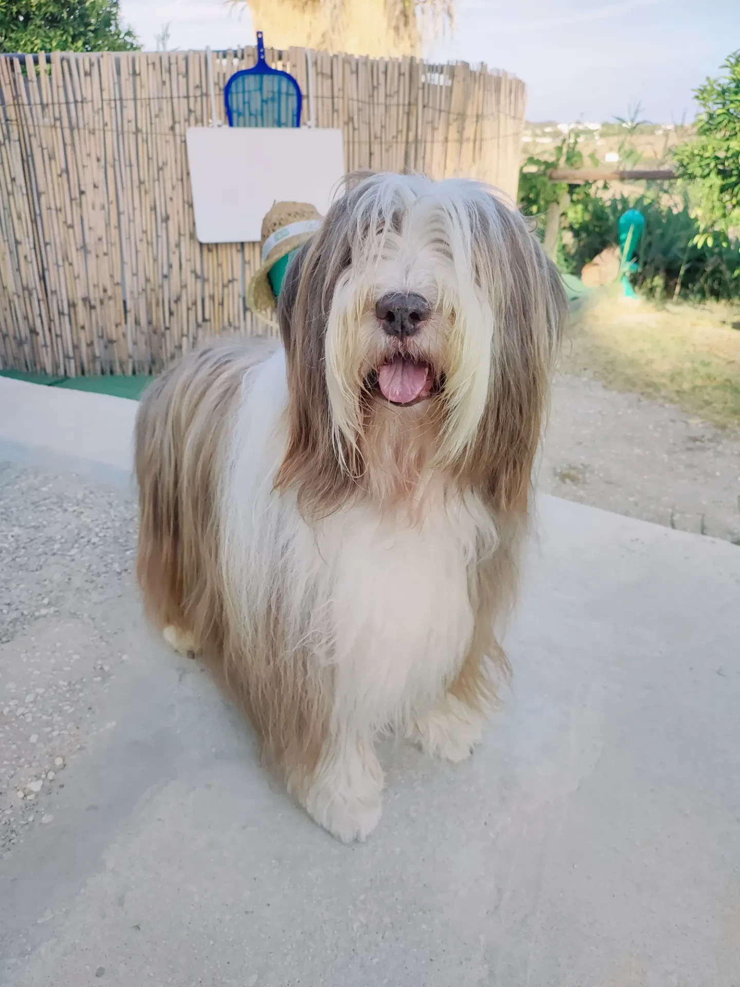 guardería canina home 4 u dog