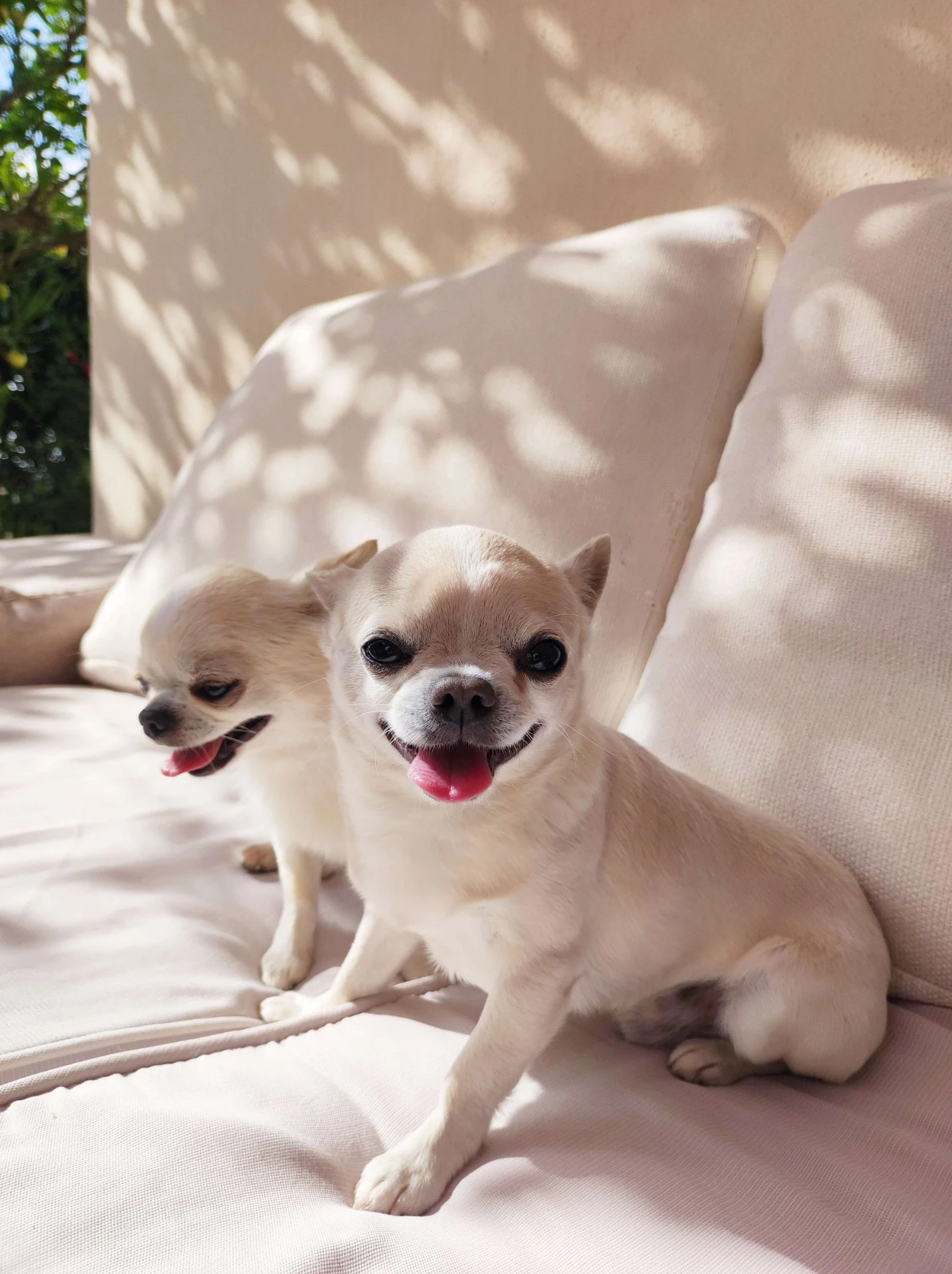 guardería canina home 4 u dog