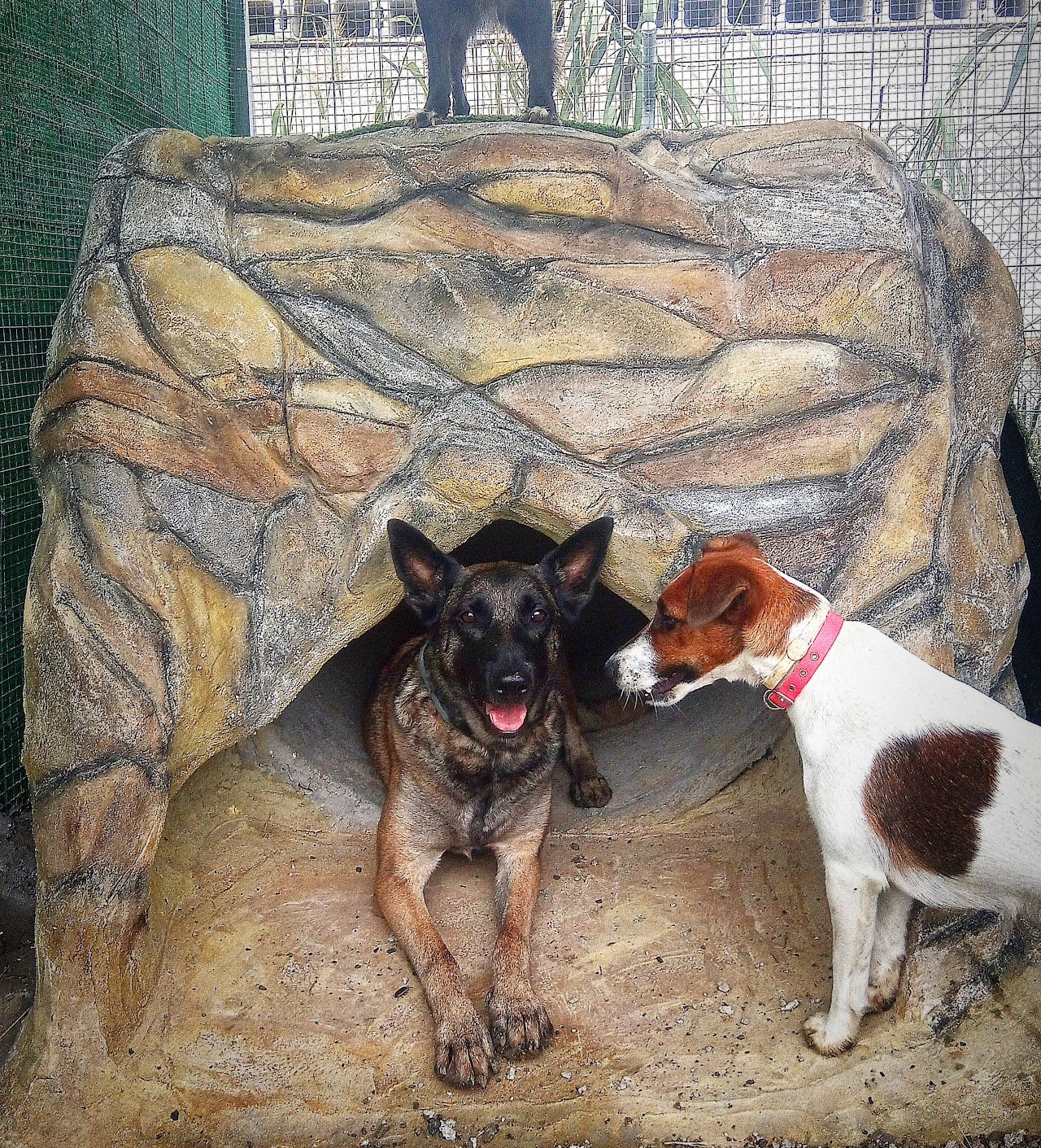 Residencia Canina Holistican