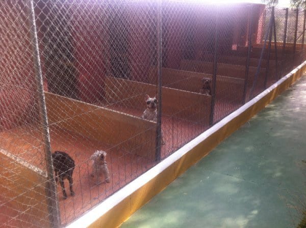 residencia canina don animal