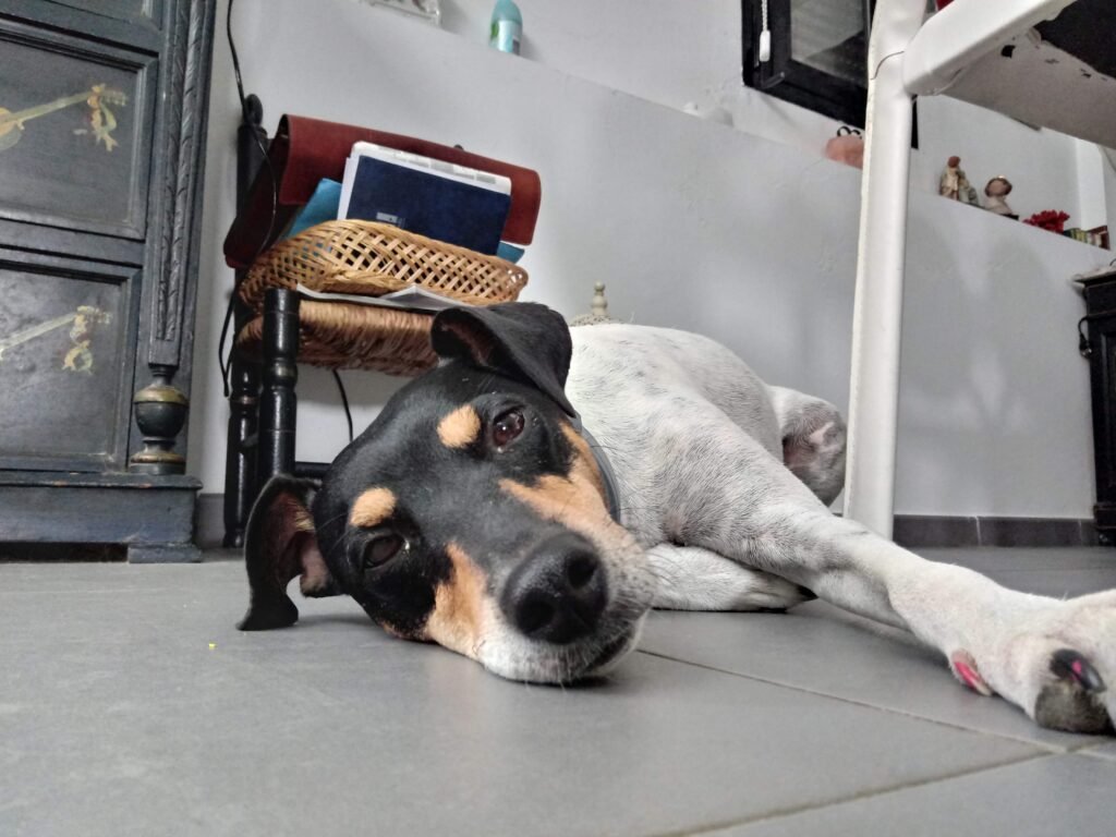 residencia canina de los reyes