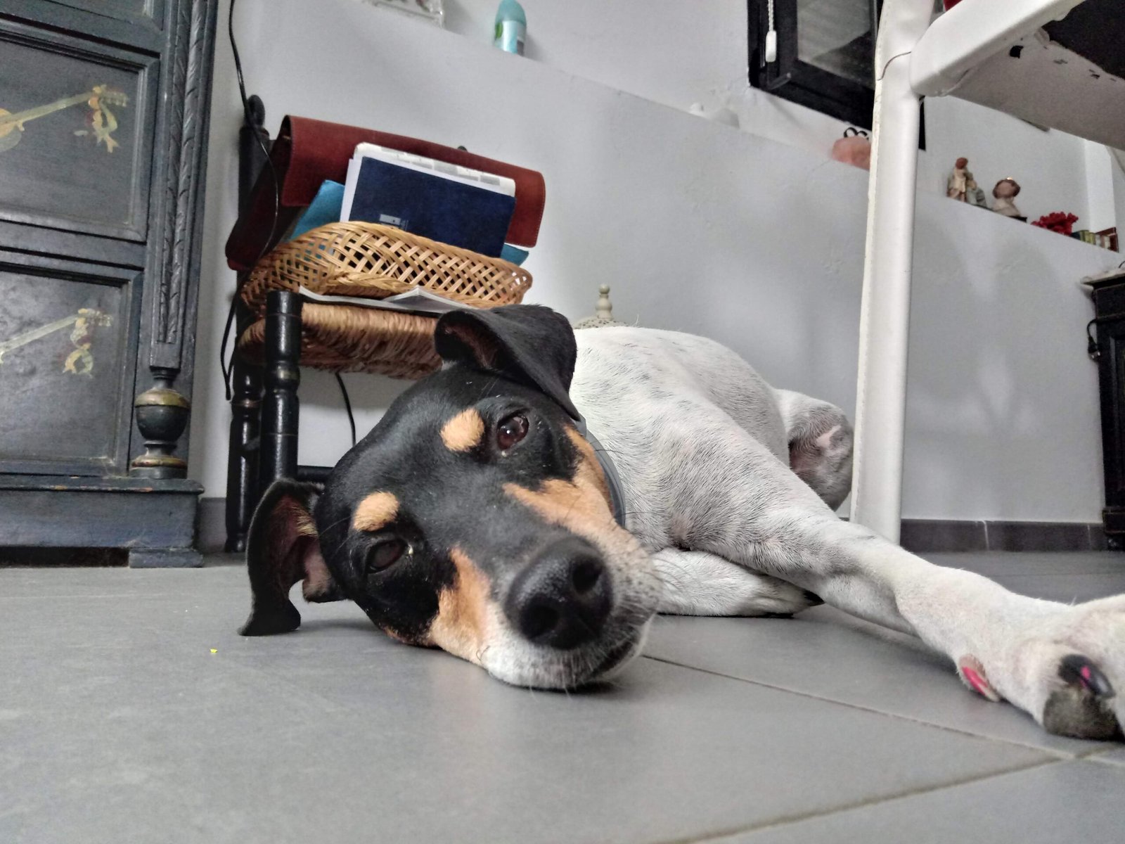 hotel de perros de los reyes malaga