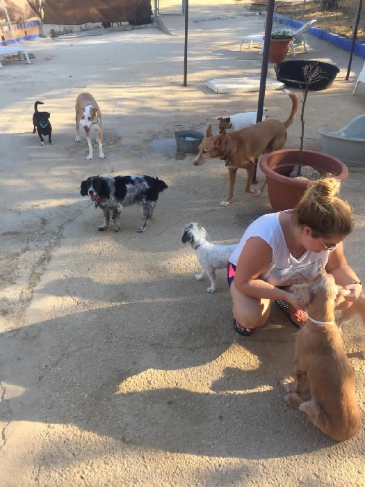 residencia canina komoenkasa kek