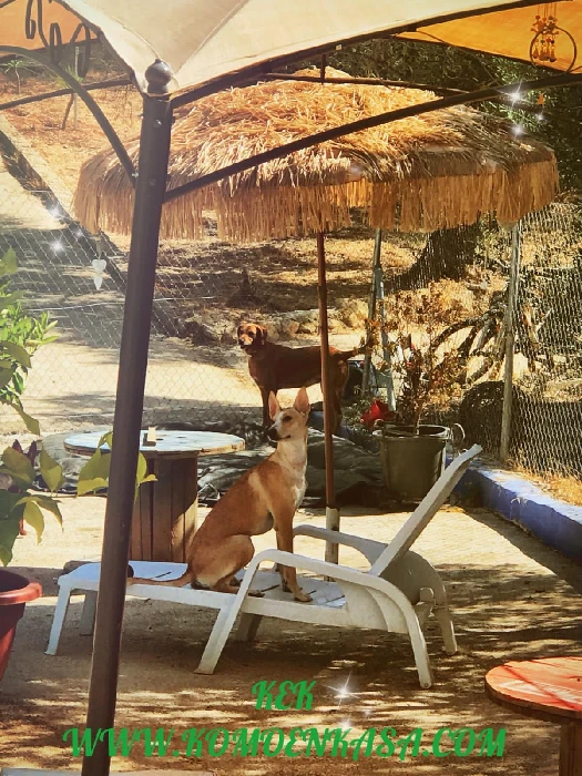 residencia canina komoenkasa kek