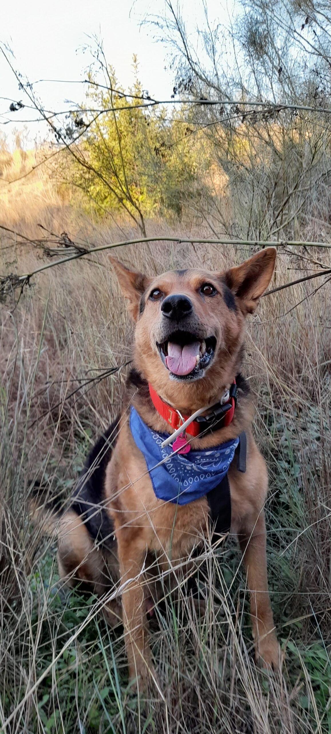 hotel de perros de los reyes malaga