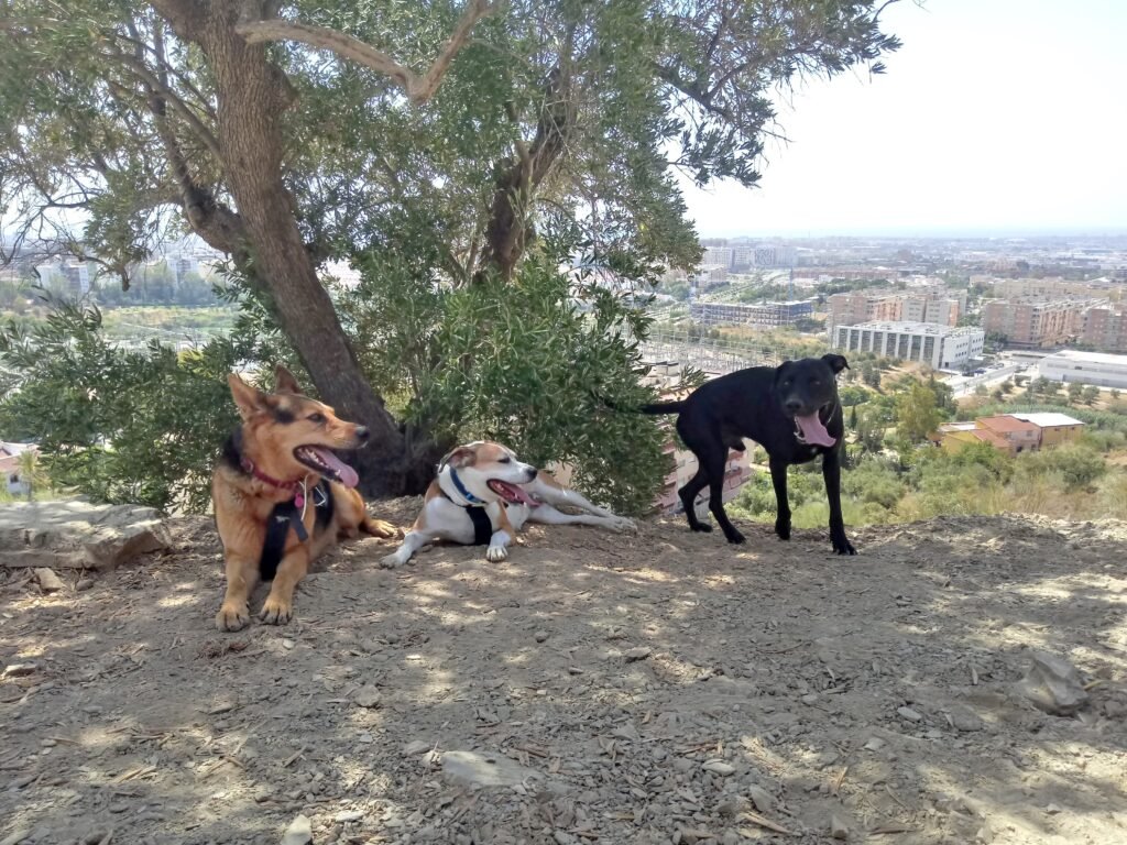 residencia canina de los reyes