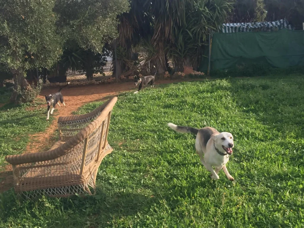 residencia canina komoenkasa kek