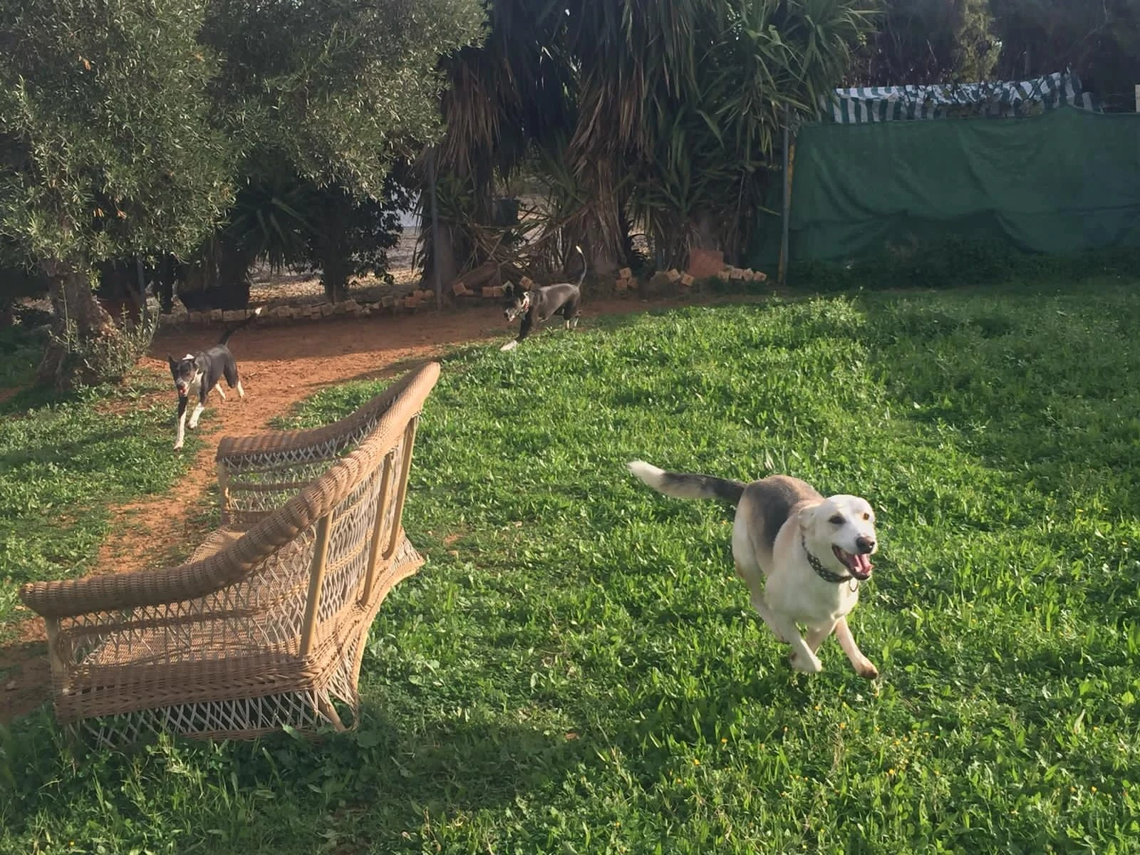 residencia canina komoenkasa kek