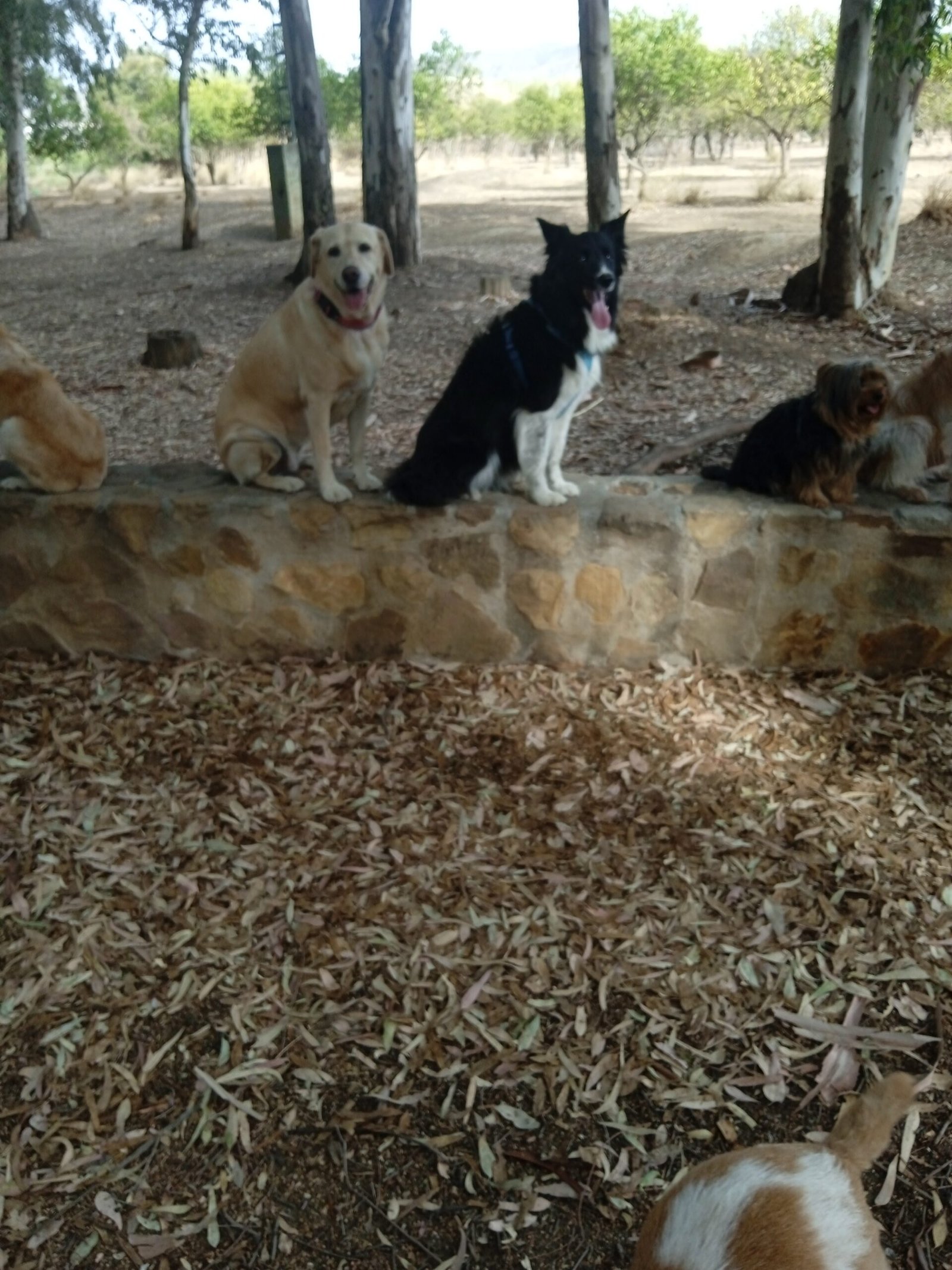 guardería canina silvita guau guau