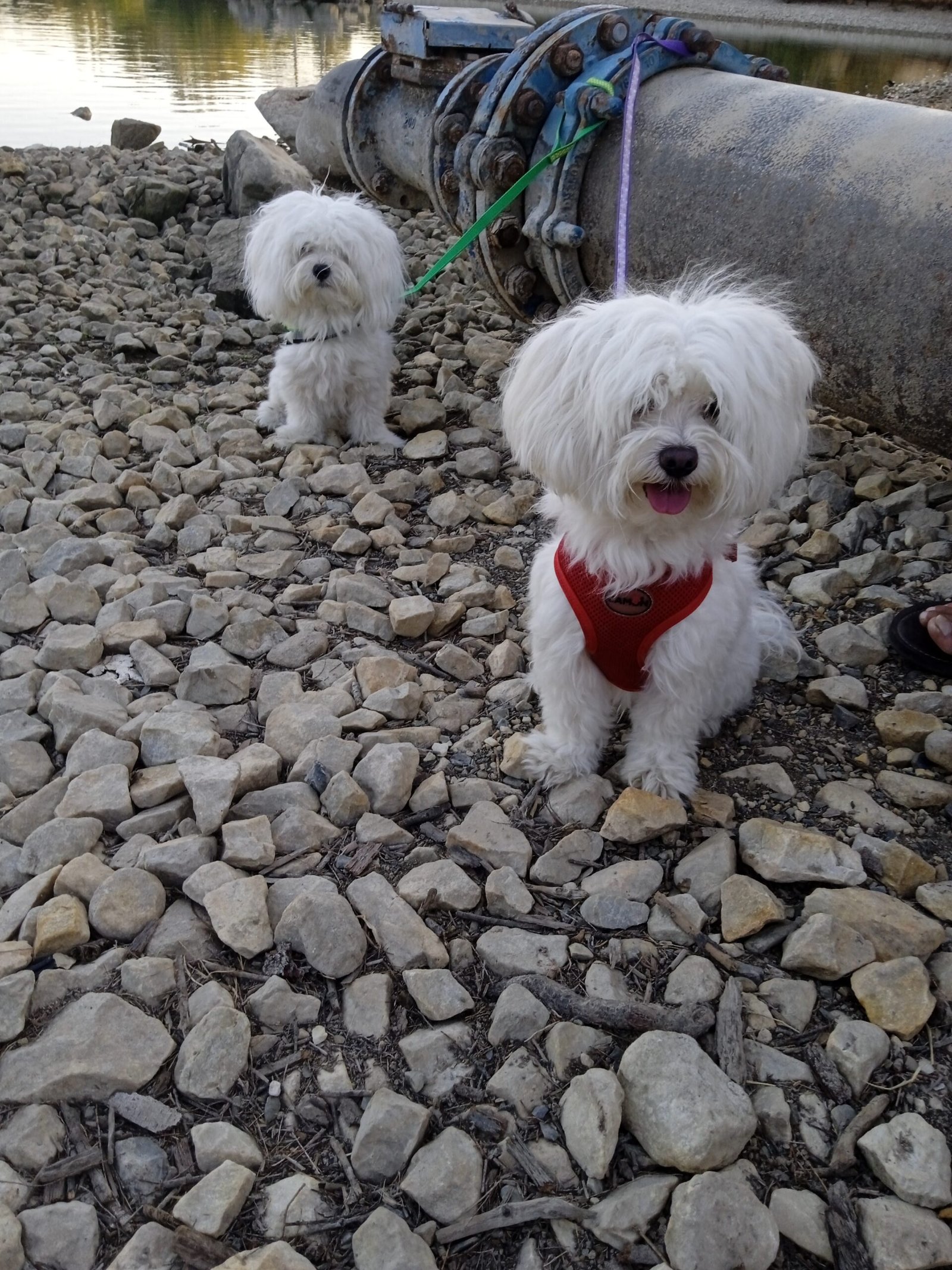 guardería canina silvita guau guau