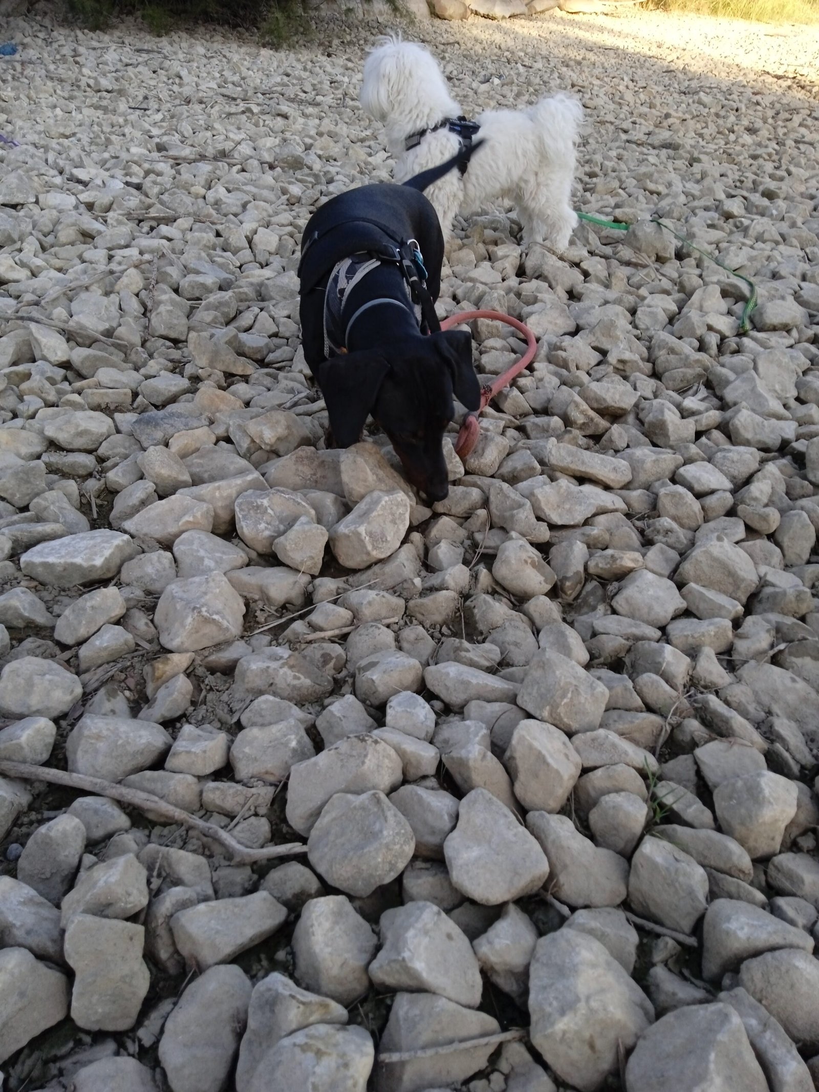 guardería canina silvita guau guau