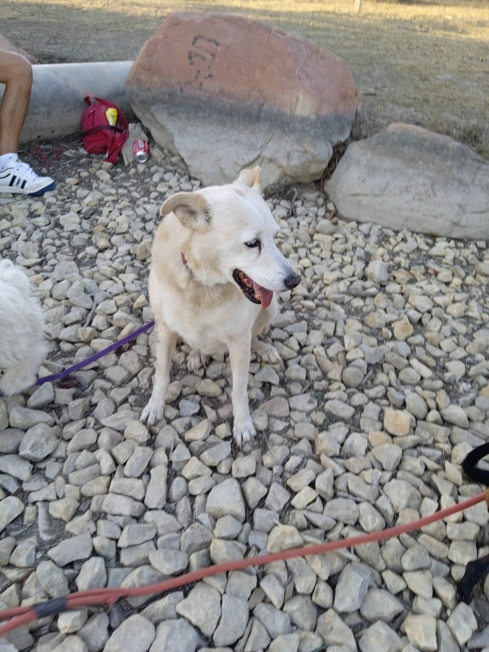 guardería canina silvita guau guau